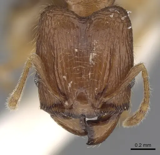 Pheidole hongkongensis specimen CASENT0281727 image casent0281727_2