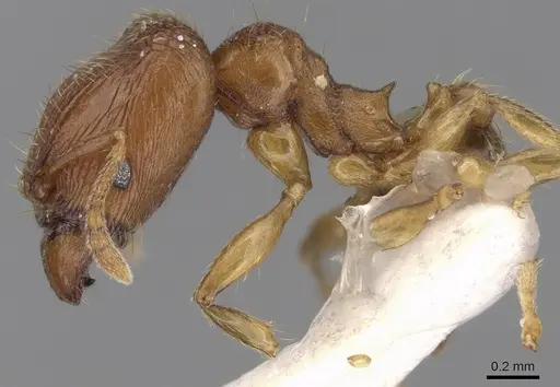 Pheidole hongkongensis specimen CASENT0281727 image casent0281727_3