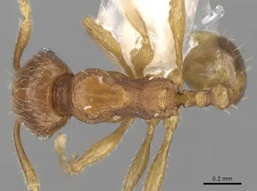 Pheidole hongkongensis specimen CASENT0281728 image casent0281728_1