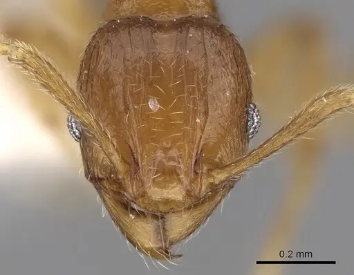 Pheidole hongkongensis specimen CASENT0281728 image casent0281728_2