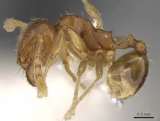 Pheidole hongkongensis specimen CASENT0281728 image casent0281728_3