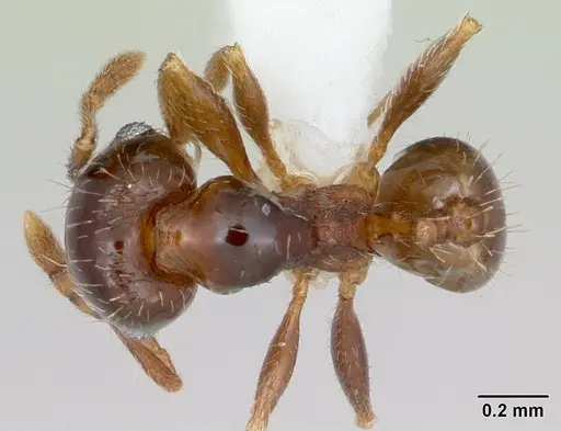 Pheidole hoplitica specimen CASENT0103408 image casent0103408_1