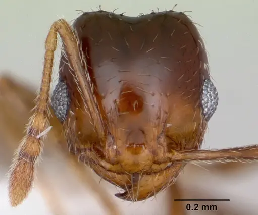 Pheidole hoplitica specimen CASENT0103408 image casent0103408_2