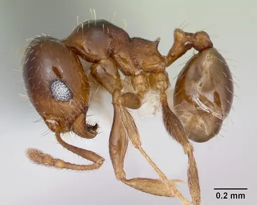 Pheidole hoplitica specimen CASENT0103408 image casent0103408_3