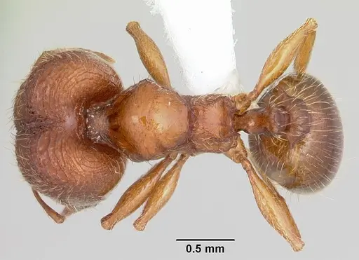 Pheidole hoplitica specimen CASENT0104751 image casent0104751_1