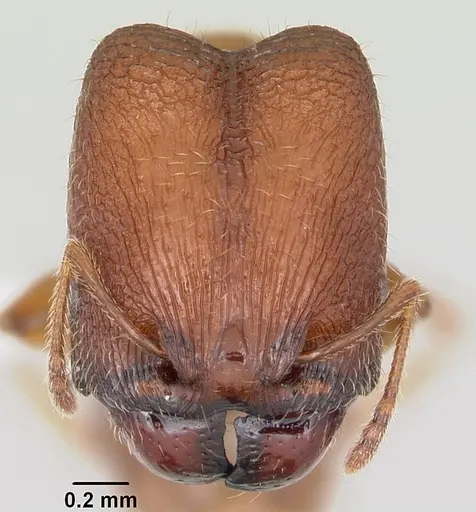 Pheidole hoplitica specimen CASENT0104751 image casent0104751_2
