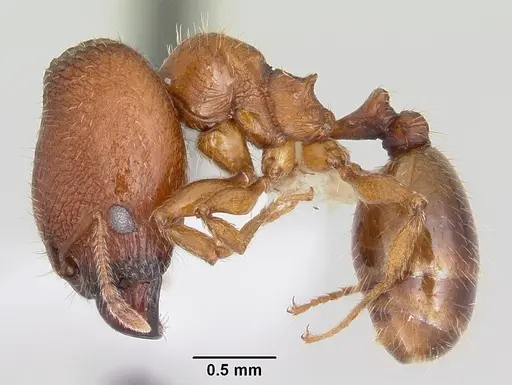 Pheidole hoplitica specimen CASENT0104751 image casent0104751_3