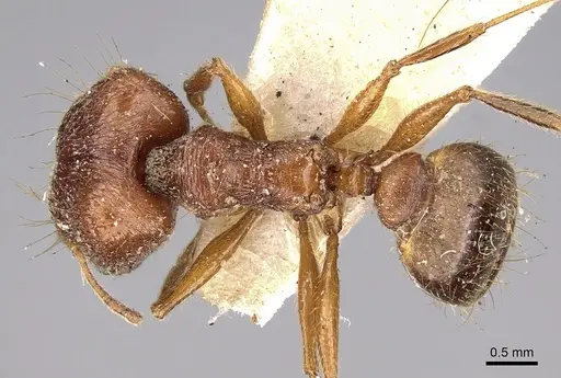 Pheidole horni specimen CASENT0281653 image casent0281653_1