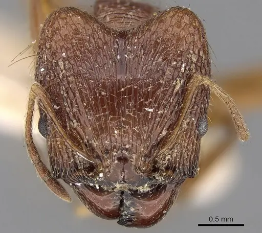 Pheidole horni specimen CASENT0281653 image casent0281653_2