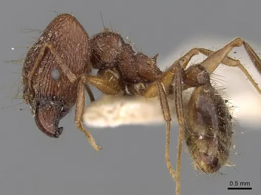 Pheidole horni specimen CASENT0281653 image casent0281653_3