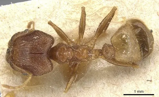 Pheidole horni specimen CASENT0904230 image casent0904230_1