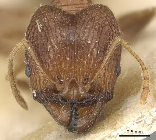 Pheidole horni specimen CASENT0904230 image casent0904230_2