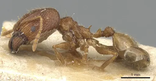 Pheidole horni specimen CASENT0904230 image casent0904230_3