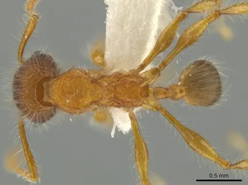 Pheidole horribilis specimen CASENT0645799 image casent0645799_1