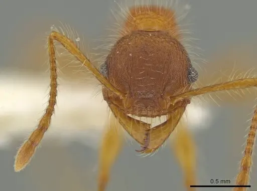 Pheidole horribilis specimen CASENT0645799 image casent0645799_2