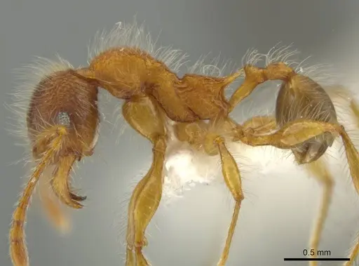 Pheidole horribilis specimen CASENT0645799 image casent0645799_3