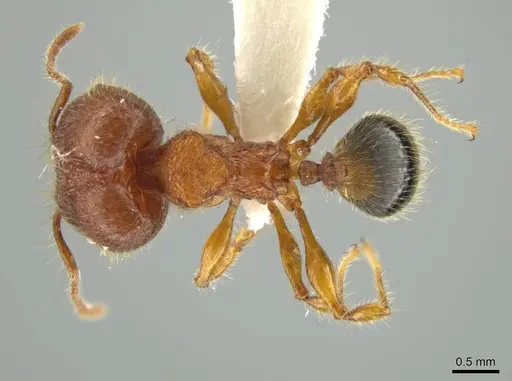 Pheidole horribilis specimen JTLC000016405 image jtlc000016405_1