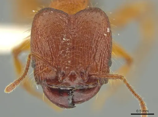 Pheidole horribilis specimen JTLC000016405 image jtlc000016405_2