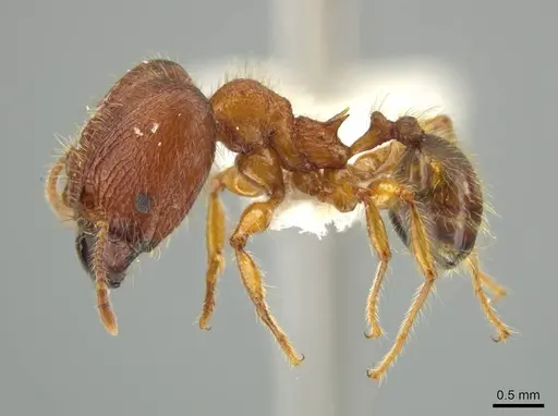 Pheidole horribilis specimen JTLC000016405 image jtlc000016405_3