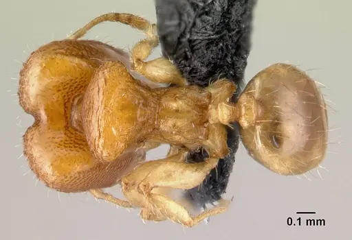 Pheidole hortensis specimen CASENT0179654 image casent0179654_1