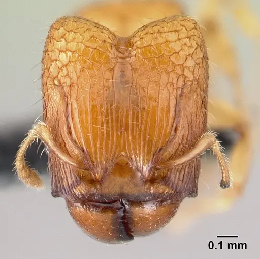 Pheidole hortensis specimen CASENT0179654 image casent0179654_2