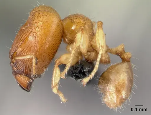 Pheidole hortensis specimen CASENT0179654 image casent0179654_3