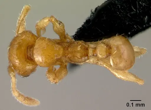 Pheidole hortensis specimen CASENT0179655 image casent0179655_1