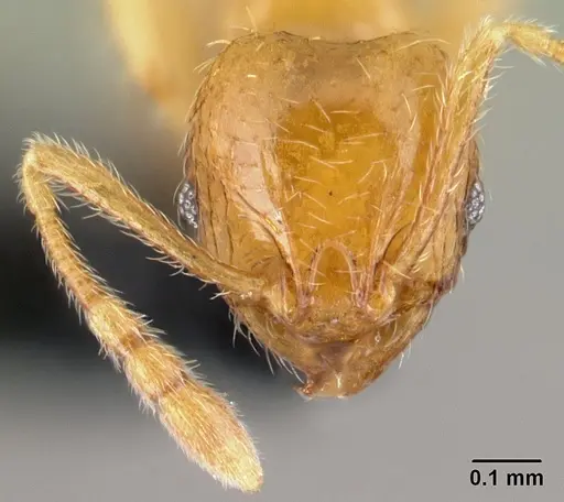 Pheidole hortensis specimen CASENT0179655 image casent0179655_2