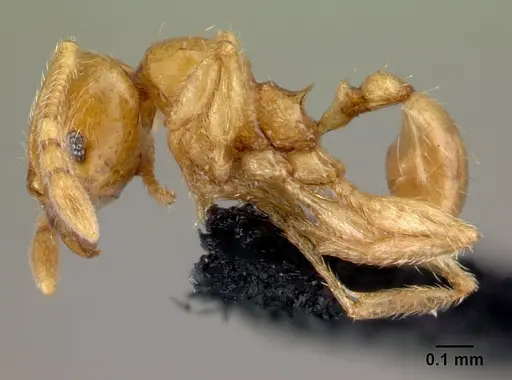 Pheidole hortensis specimen CASENT0179655 image casent0179655_3