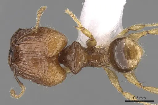 Pheidole hortensis specimen CASENT0281723 image casent0281723_1