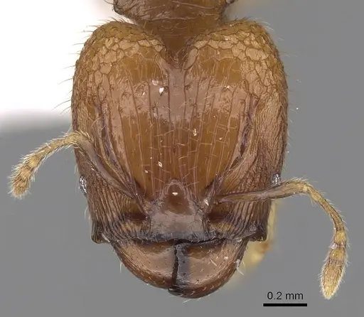 Pheidole hortensis specimen CASENT0281723 image casent0281723_2