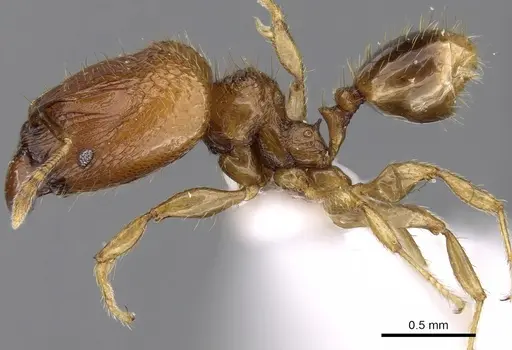Pheidole hortensis specimen CASENT0281723 image casent0281723_3