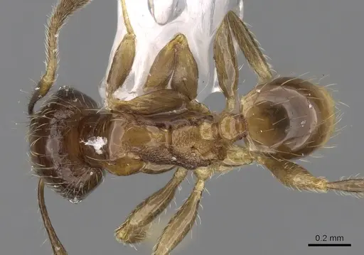 Pheidole hortensis specimen CASENT0281724 image casent0281724_1