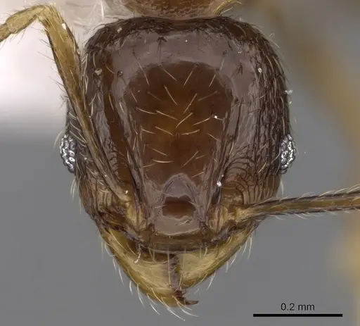 Pheidole hortensis specimen CASENT0281724 image casent0281724_2