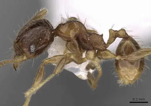 Pheidole hortensis specimen CASENT0281724 image casent0281724_3