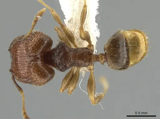 Pheidole hortensis specimen CASENT0616587 image casent0616587_1