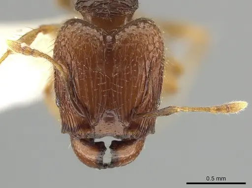 Pheidole hortensis specimen CASENT0616587 image casent0616587_2