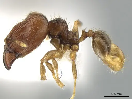 Pheidole hortensis specimen CASENT0616587 image casent0616587_3