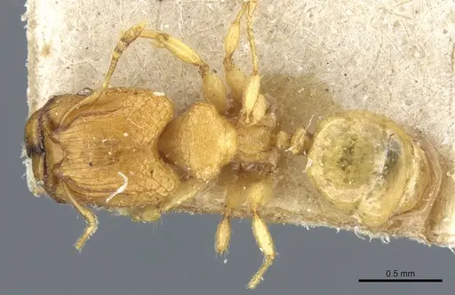 Pheidole hortensis specimen CASENT0904271 image casent0904271_1