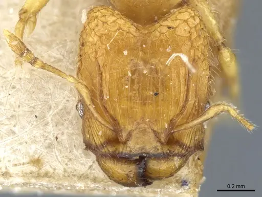 Pheidole hortensis specimen CASENT0904271 image casent0904271_2