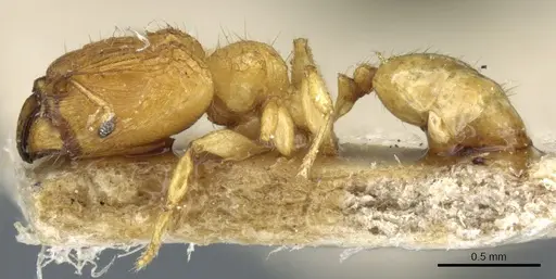 Pheidole hortensis specimen CASENT0904271 image casent0904271_3
