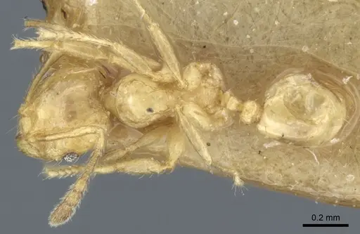 Pheidole hortensis specimen CASENT0904272 image casent0904272_1