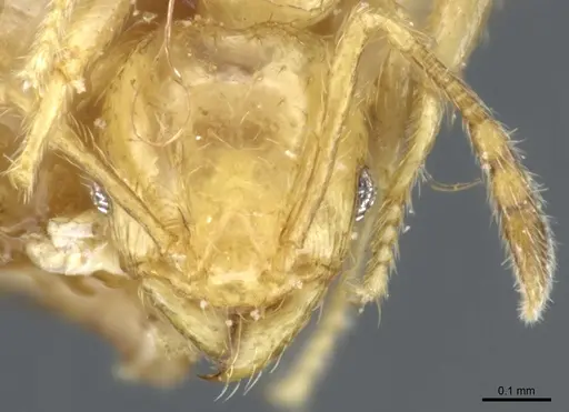 Pheidole hortensis specimen CASENT0904272 image casent0904272_2