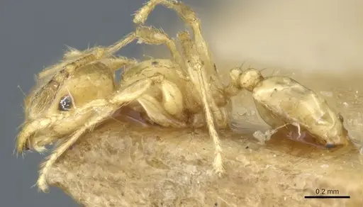 Pheidole hortensis specimen CASENT0904272 image casent0904272_3
