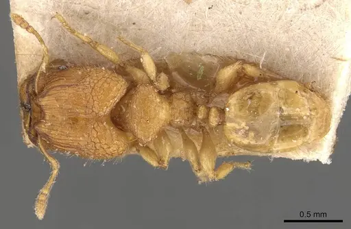 Pheidole hortensis specimen CASENT0907975 image casent0907975_1