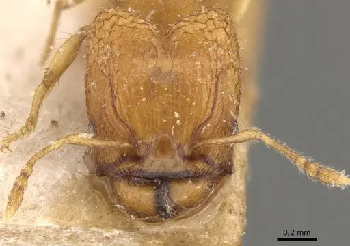 Pheidole hortensis specimen CASENT0907975 image casent0907975_2