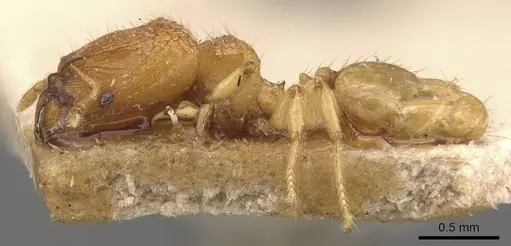 Pheidole hortensis specimen CASENT0907975 image casent0907975_3