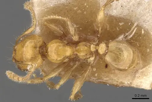 Pheidole hortensis specimen CASENT0907976 image casent0907976_1