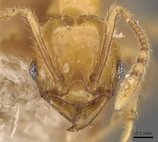 Pheidole hortensis specimen CASENT0907976 image casent0907976_2