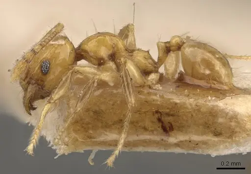 Pheidole hortensis specimen CASENT0907976 image casent0907976_3